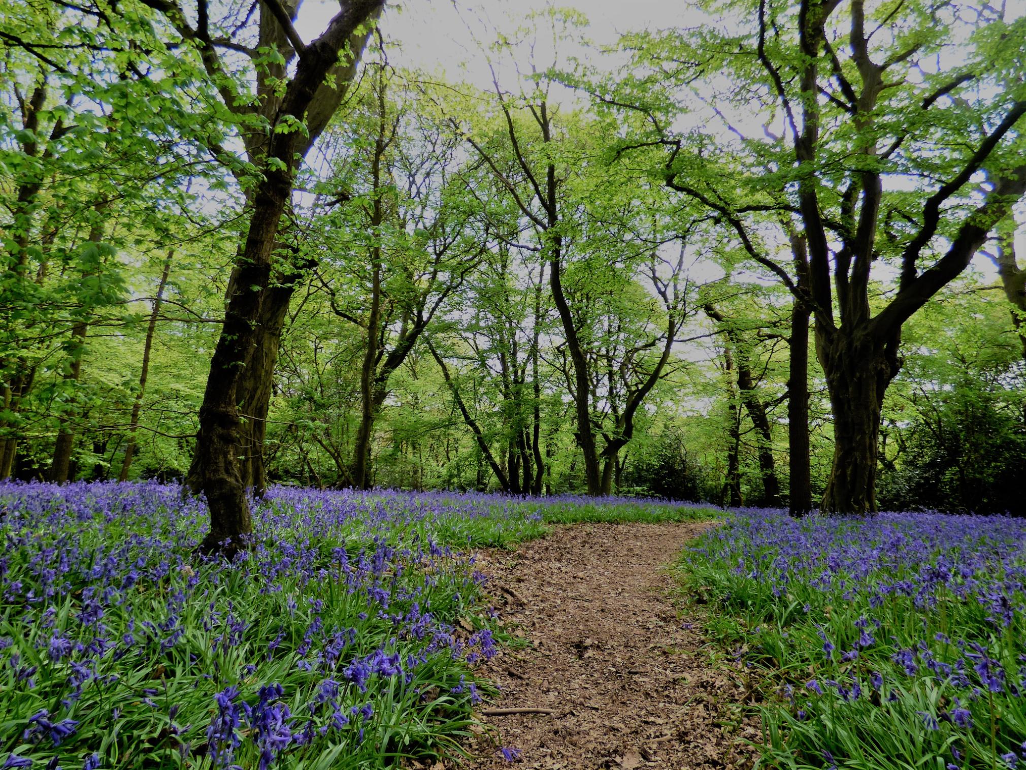 The bluebells of Epping Forest. Photo: Getty
