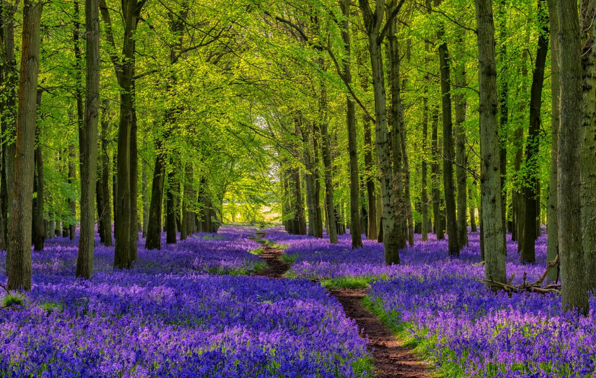 A path through the Bluebells in the Chilterns near London. Photo: Getty