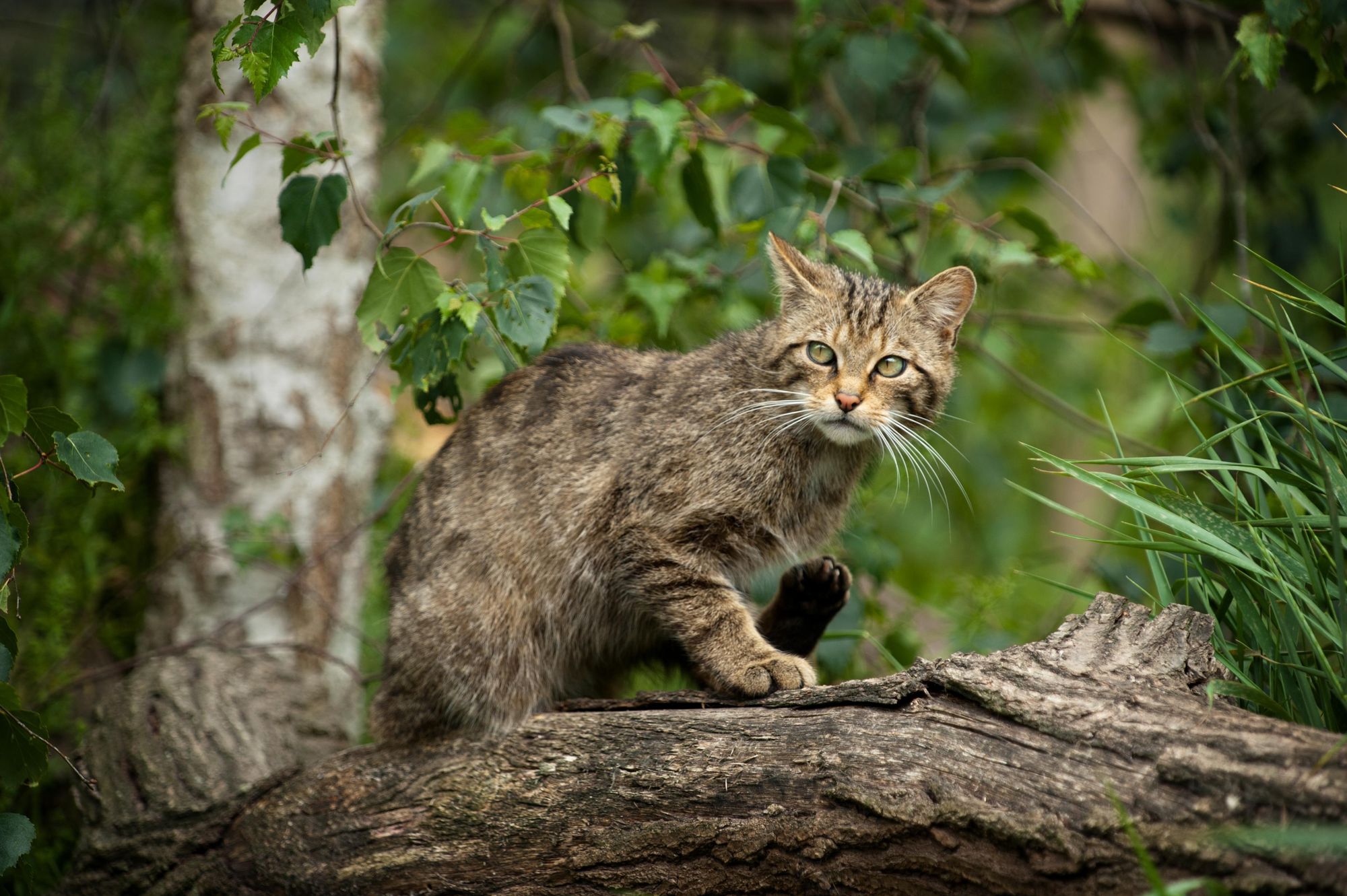 An illusive Scottish Wildcat. While numbers have dwindled, conservation projects are raising numbers. Photo: Getty