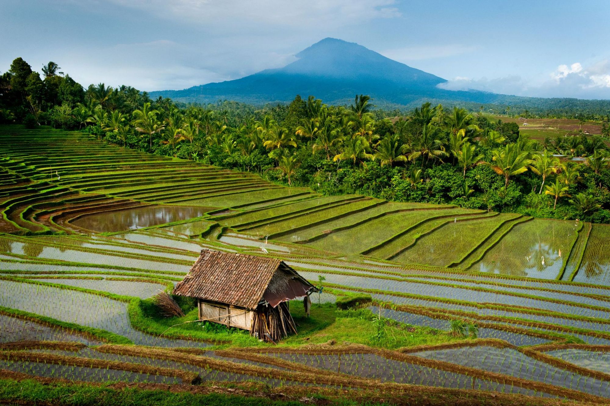 Balinese rice paddies with Mount Batakaru in the background. Photo: Getty.