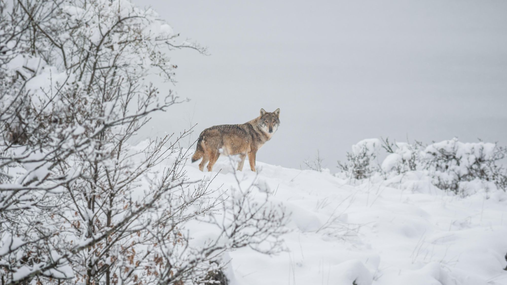 Apennine wolves stroll around the Abruzzo area, contributing to the wider ecosystem. Photo: Getty