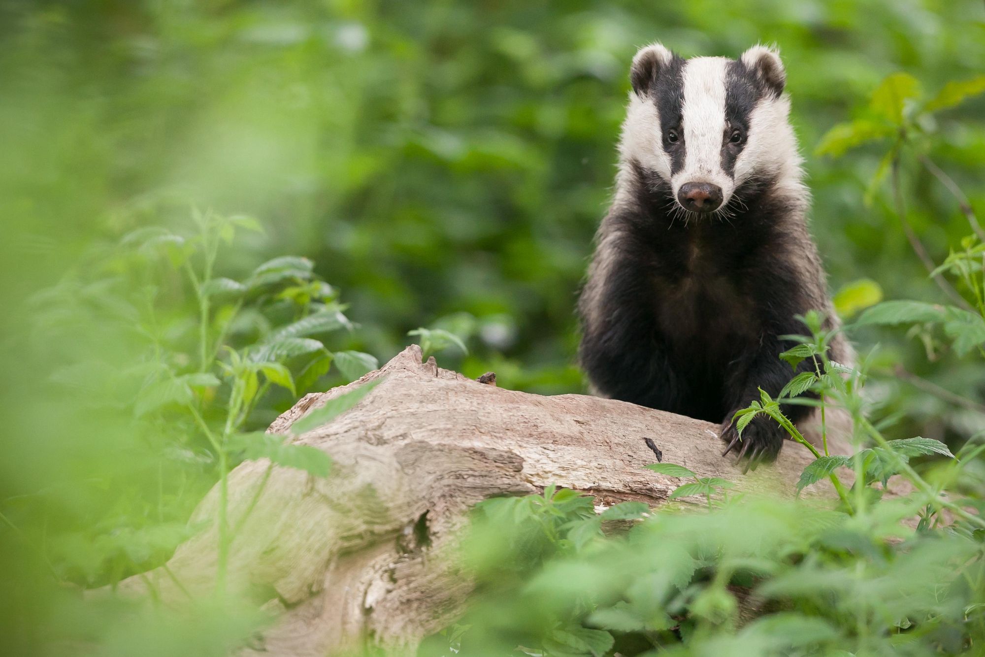A badger in the woods. Photo: Getty.