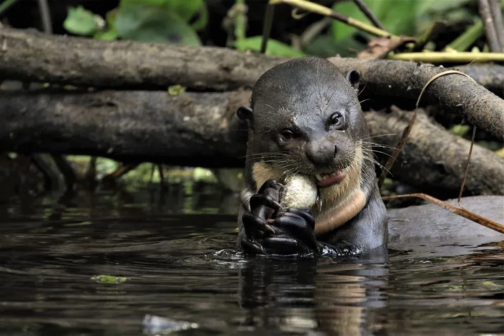 A giant otter catches a fish in Yasuni National Park. Photo: Getty