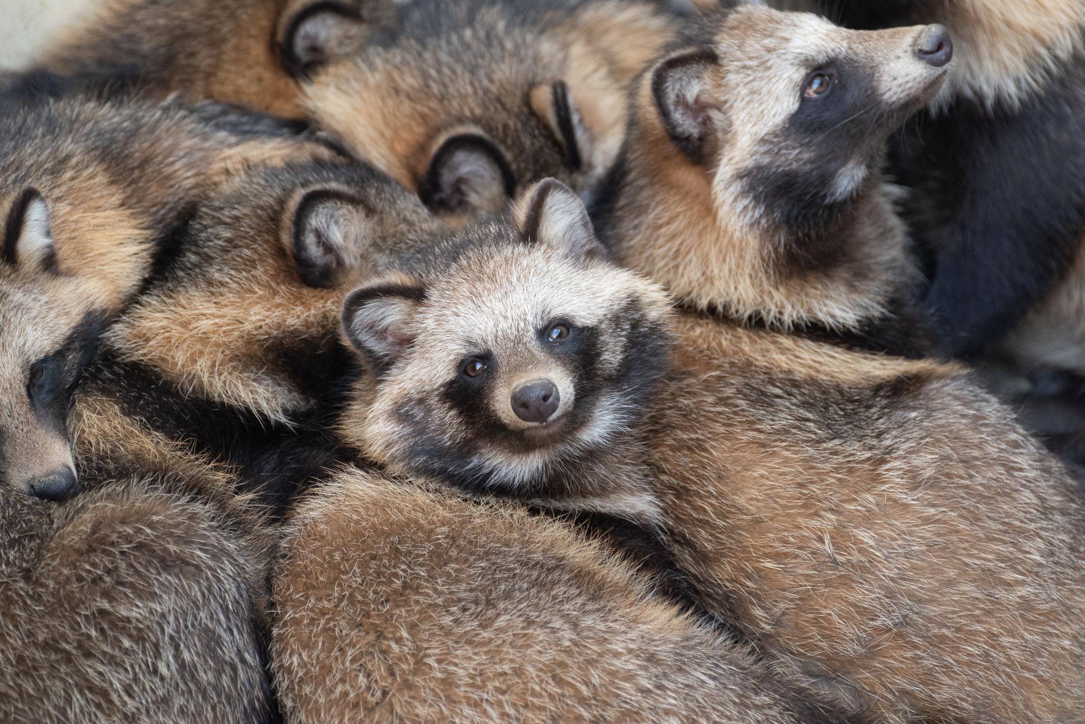 A cuddle puddle of Japanese racoon dogs. Photo: Getty.