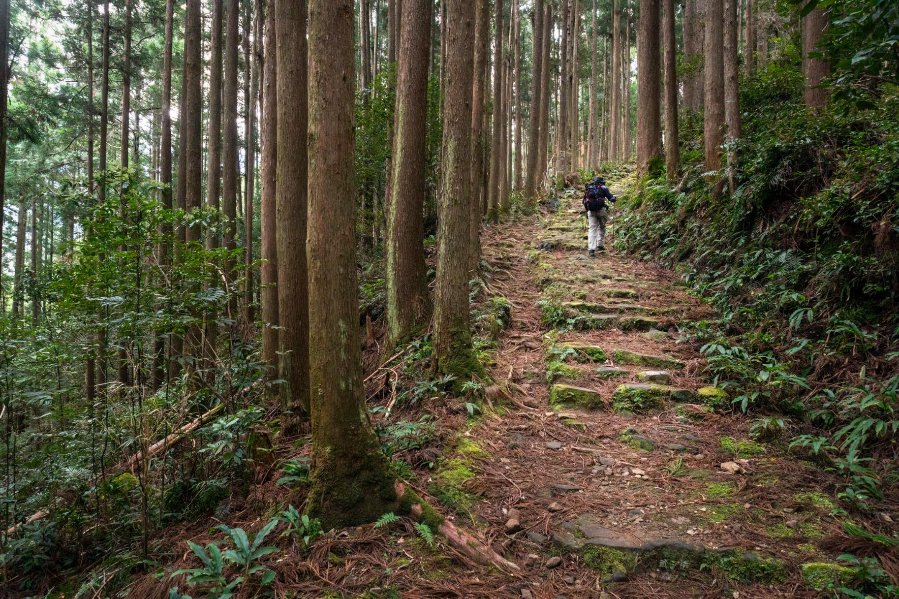 A section of the Kumano Kodo pilgrimage trails in Japan. Photo: Getty