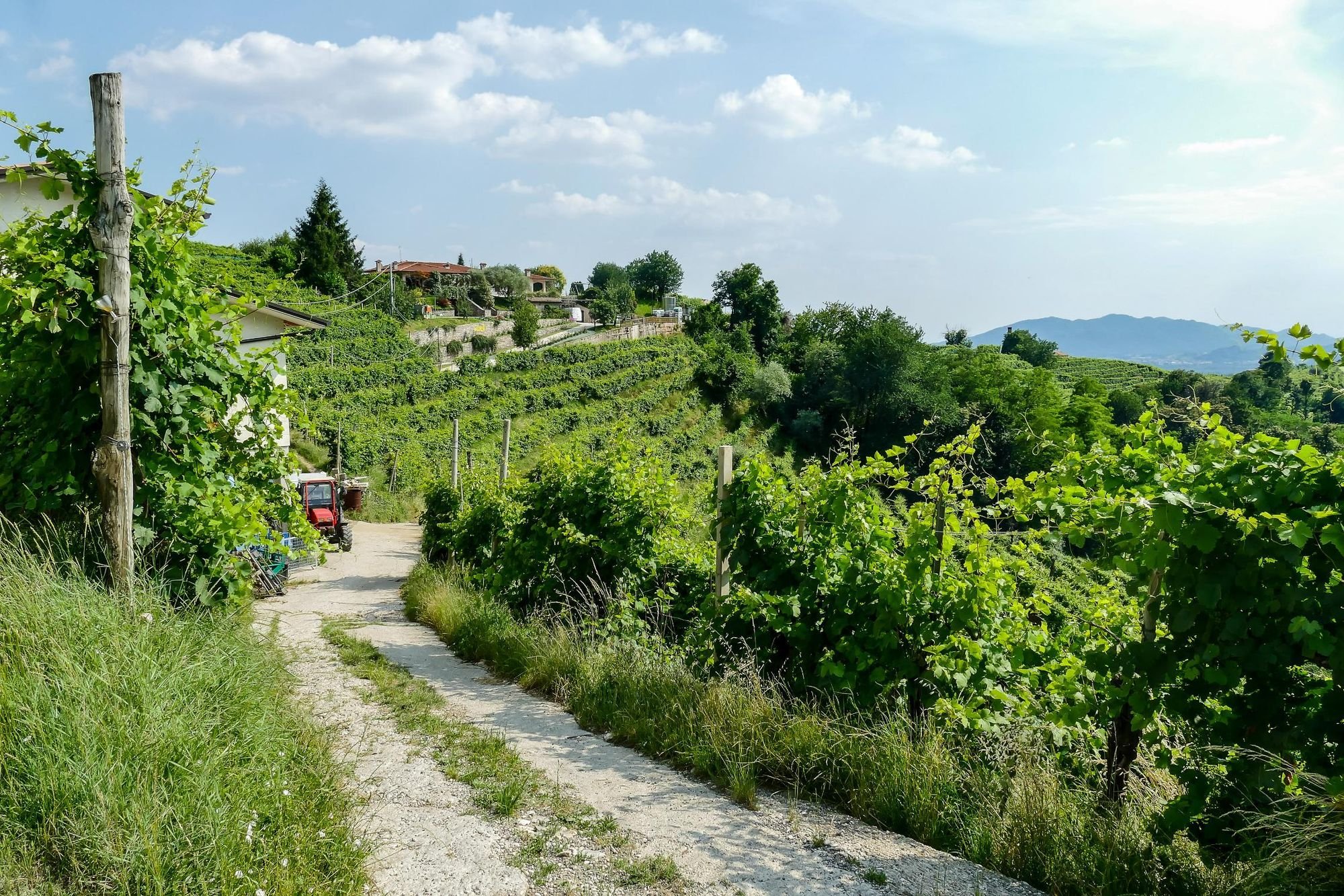 The Prosecco Trail runs from Vidor to Vittorio Veneto in Italy. Photo: Getty