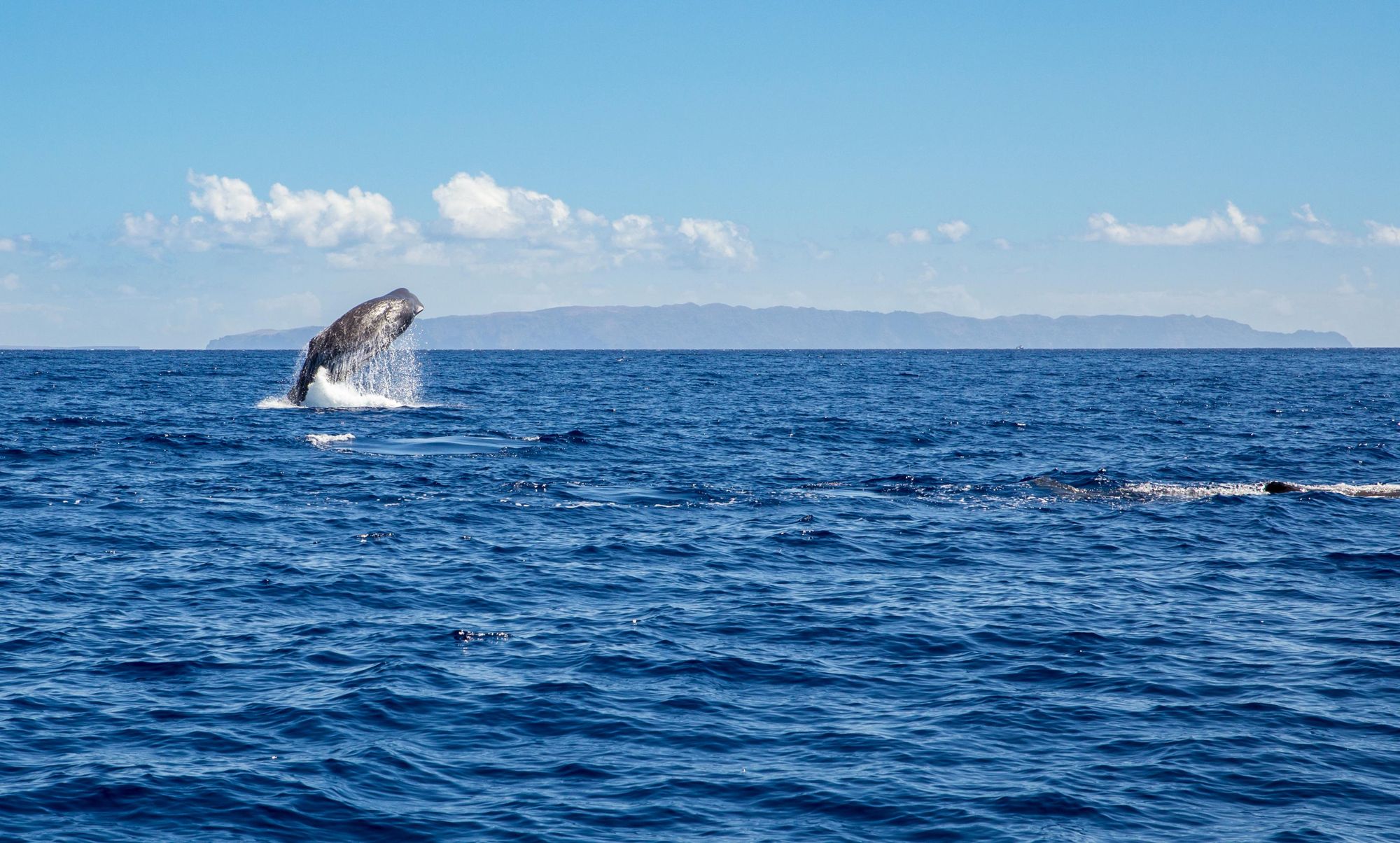 A sperm whale breaching off the shore of Madeira. Photo: Getty