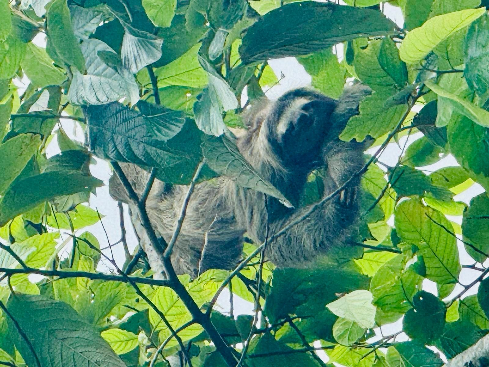 A sloth hanging in the canopy of a tree in Costa Rica.