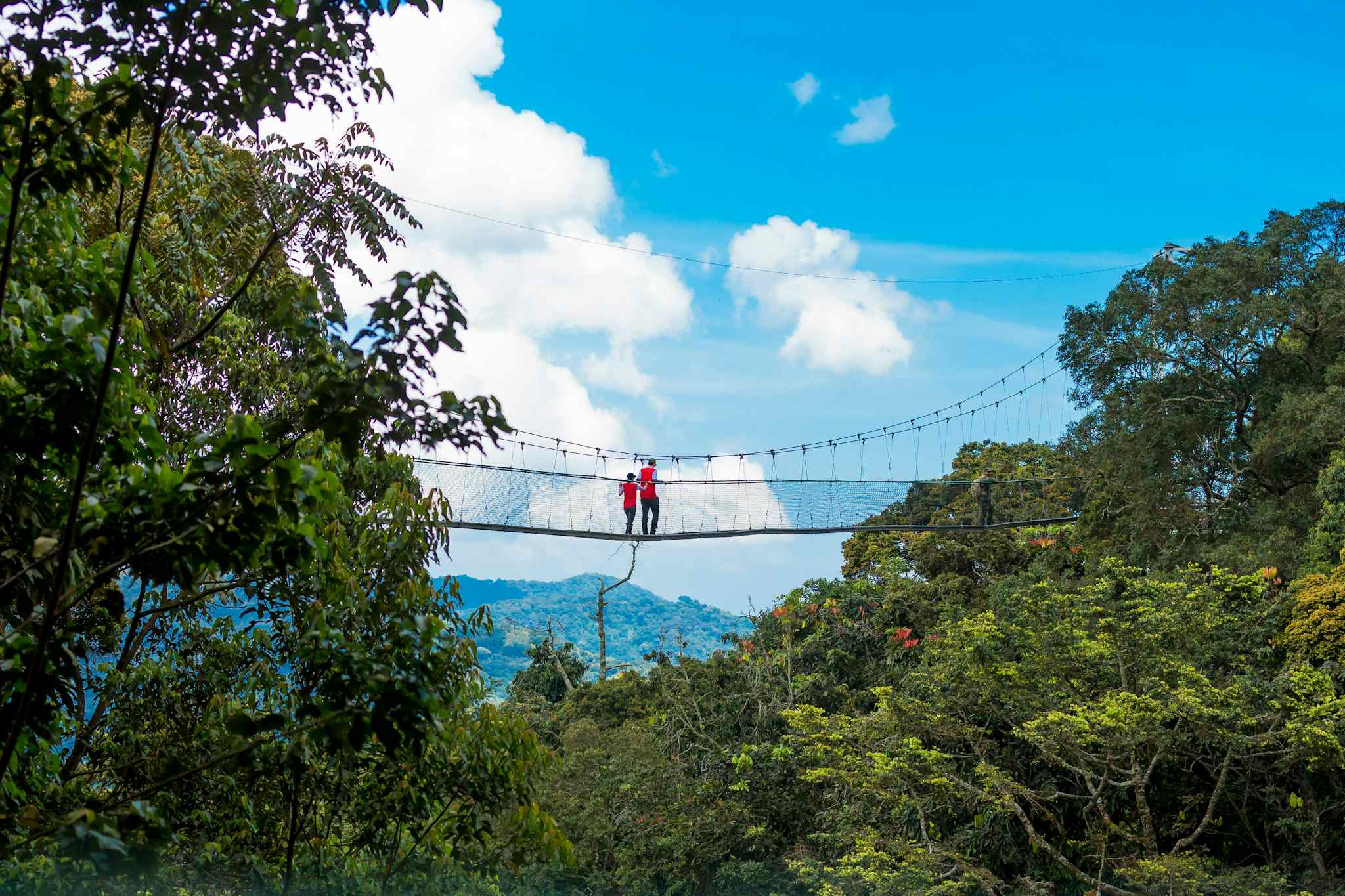 The canopy walk in Nyungwe Forest National Park. Photo: Shutterstock