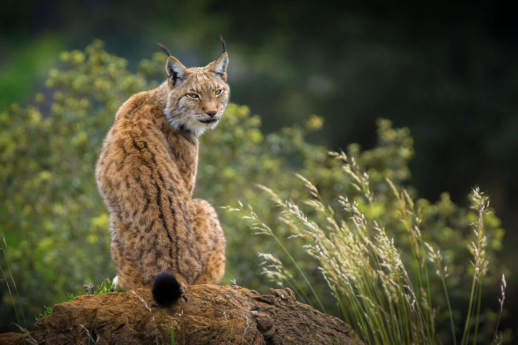 The Eurasian lynx can be found in the Caucasus mountain range. Photo: Getty