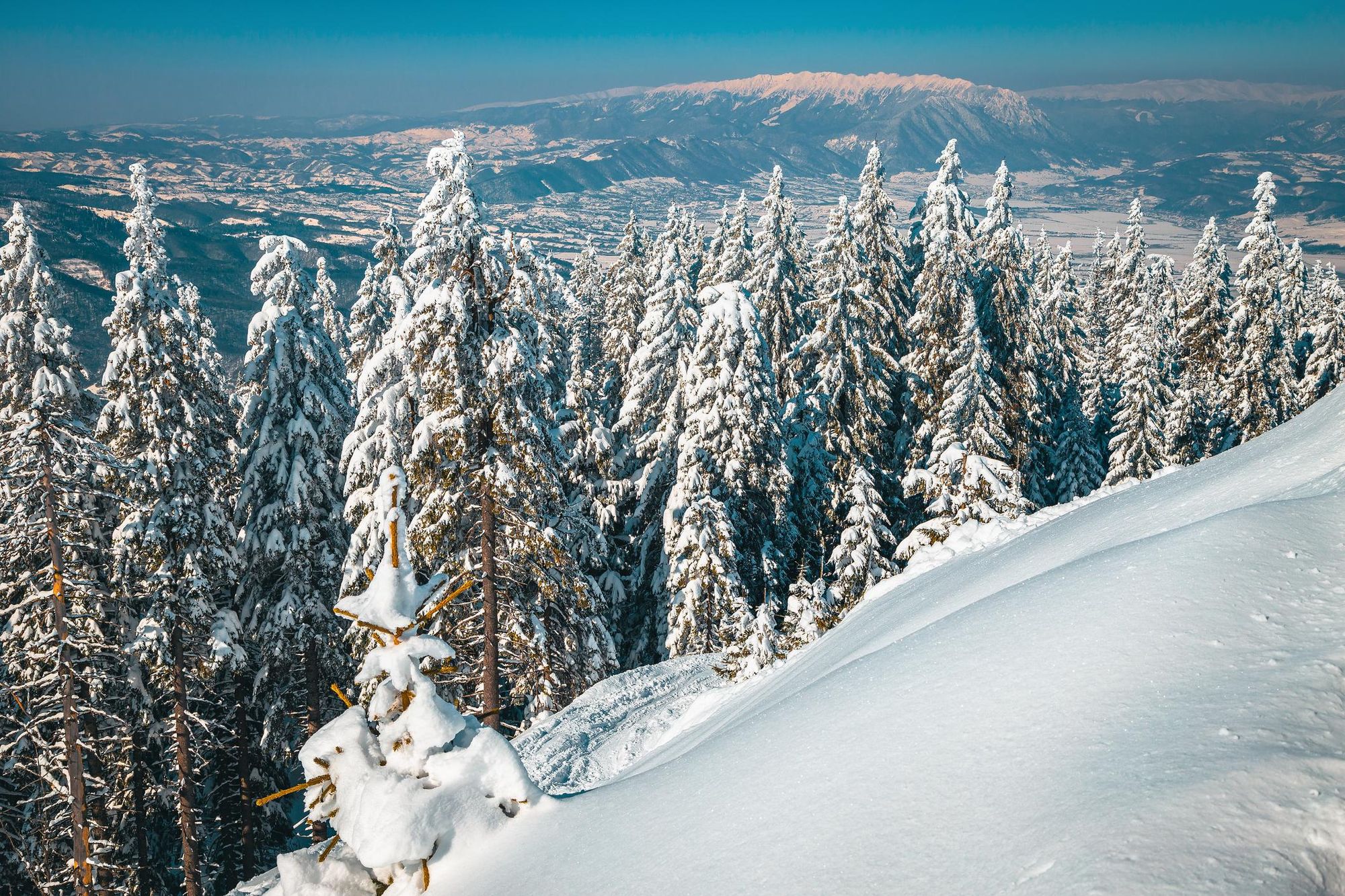 The vast, forested landscape of the Carpathian Mountains in Romania. Photo: Getty