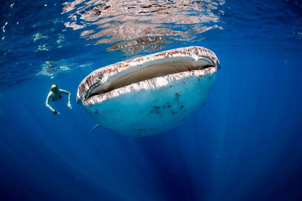 Swimming with enormous whale sharks in the deep blue waters of the Maldives. Photo: Getty.