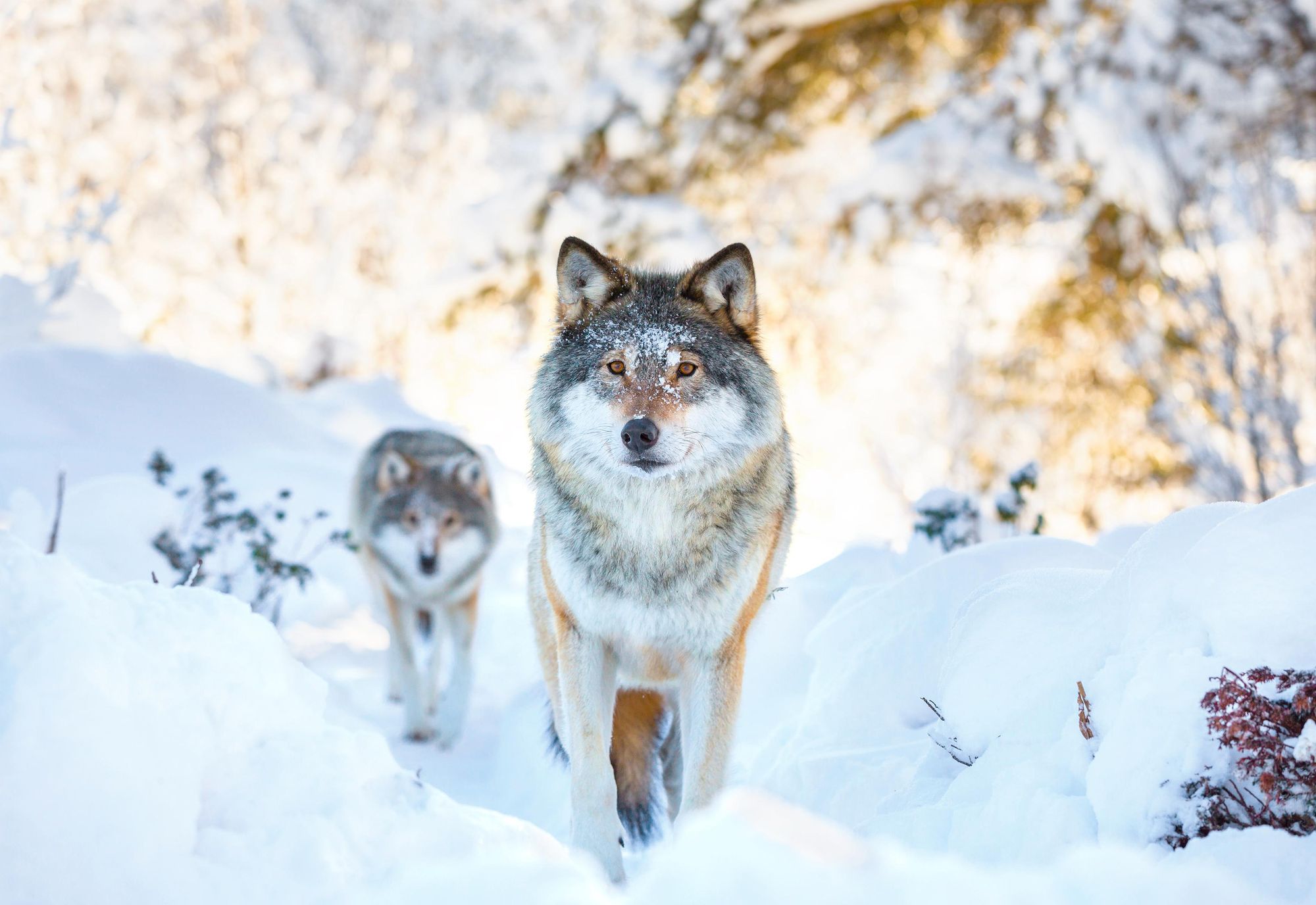 Wolf tracking is particularly special in the snow. Photo: Getty