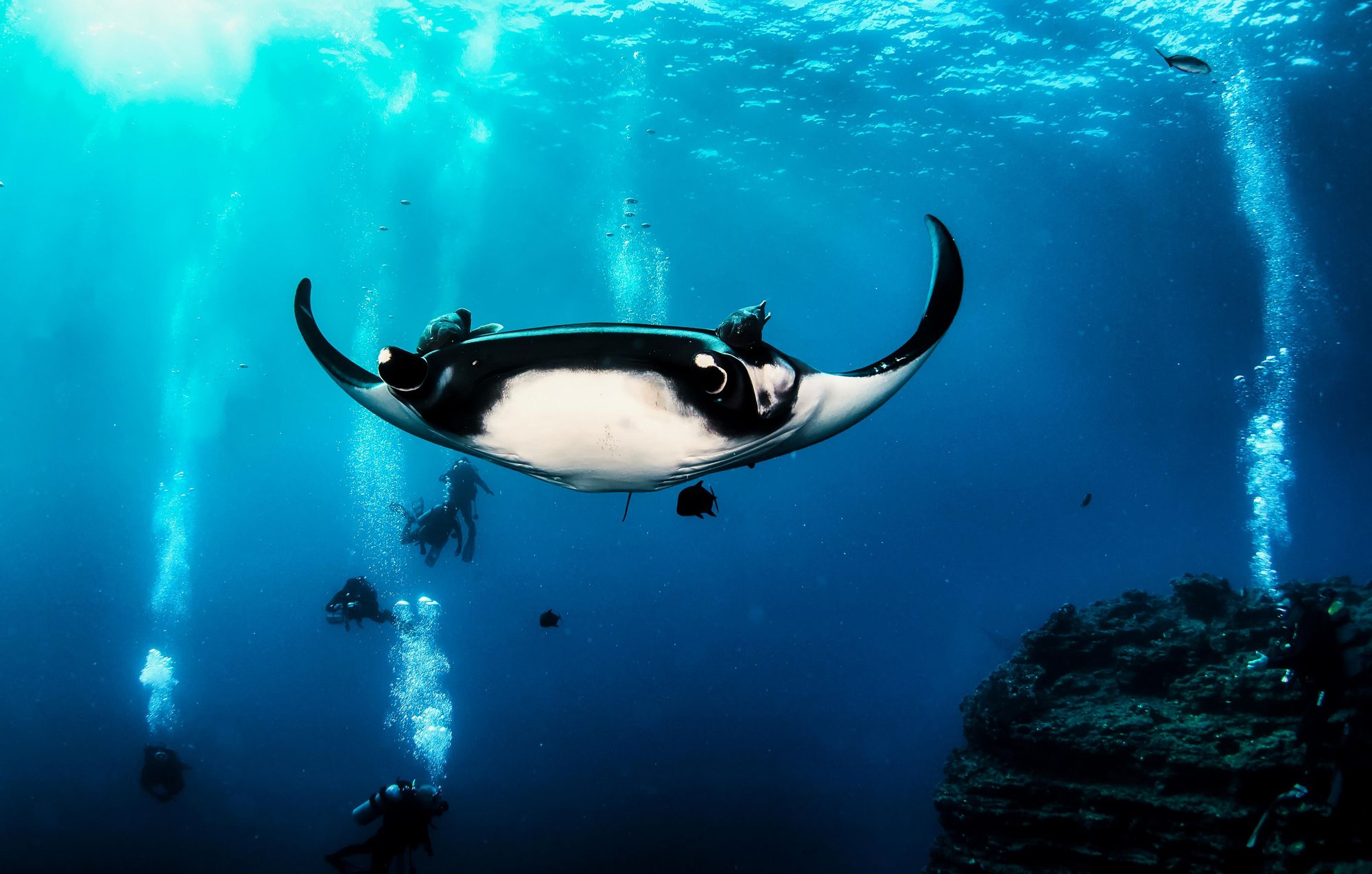 Manta Mobula (Mobulidae) cartilaginous fish swimming in tropical underwaters. Photo: Getty