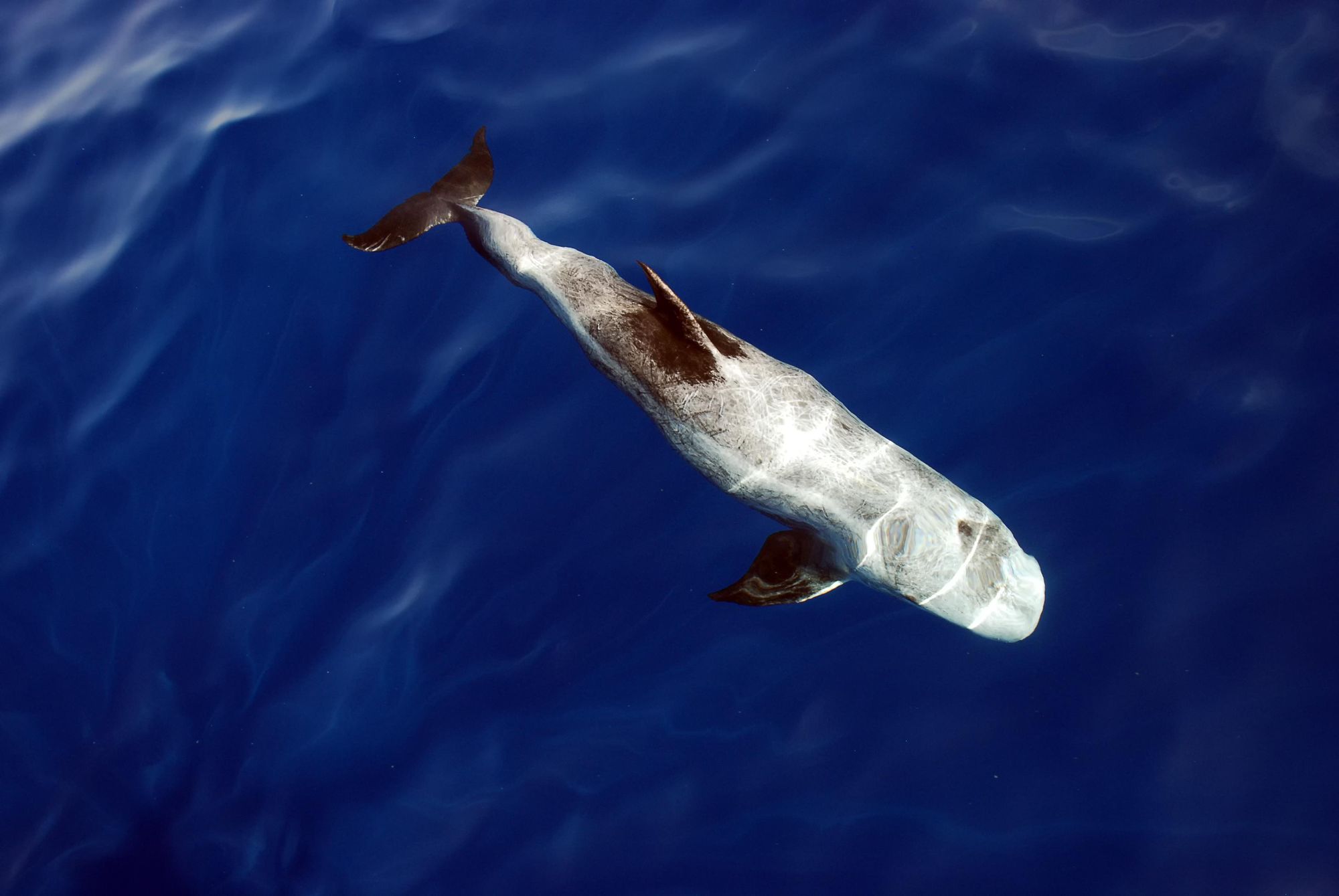 Risso's dolphin, which can be spotted in the waters of the Azores. Photo: Getty