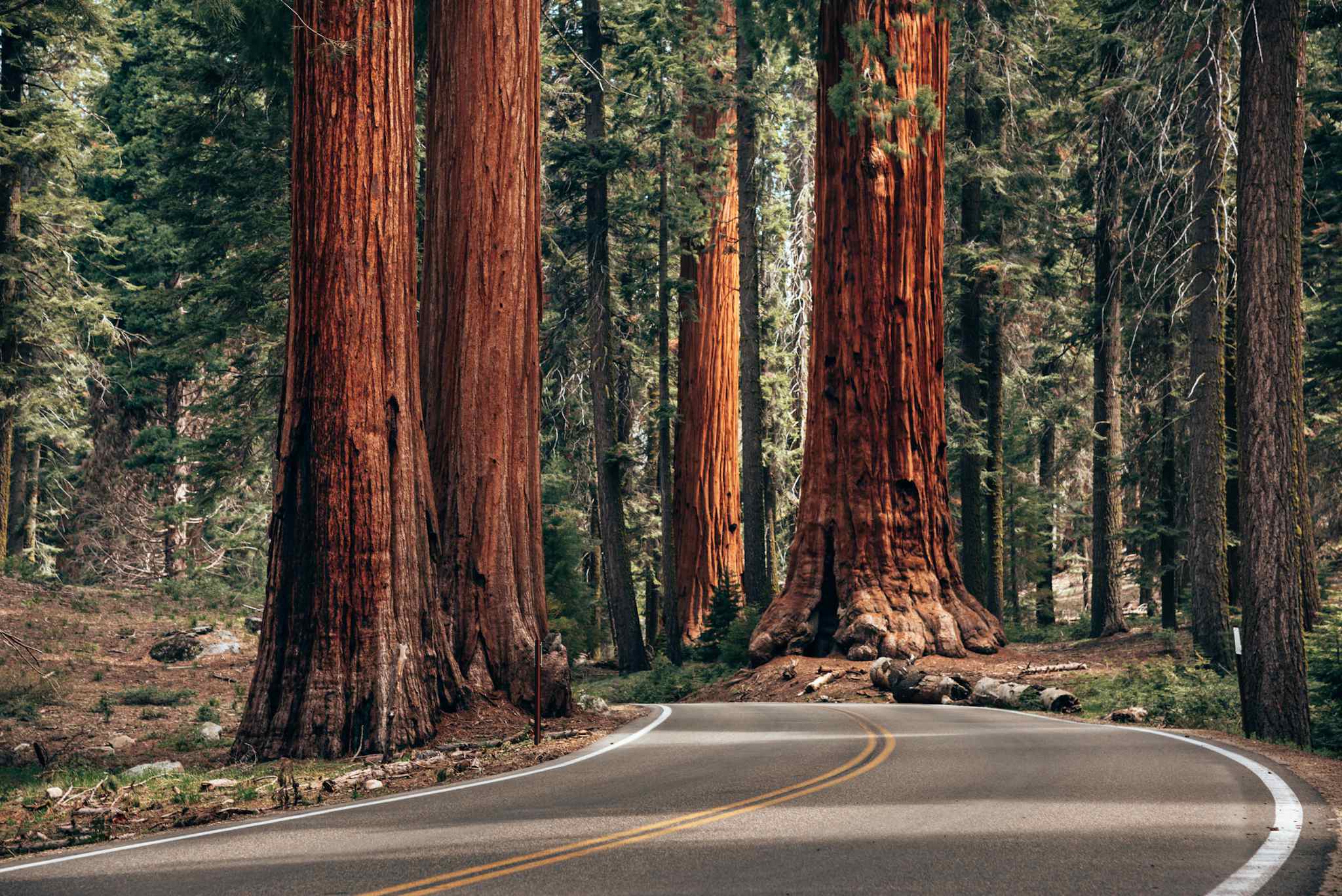 Generals Highway through Sequoia National Park. Photo: Getty.