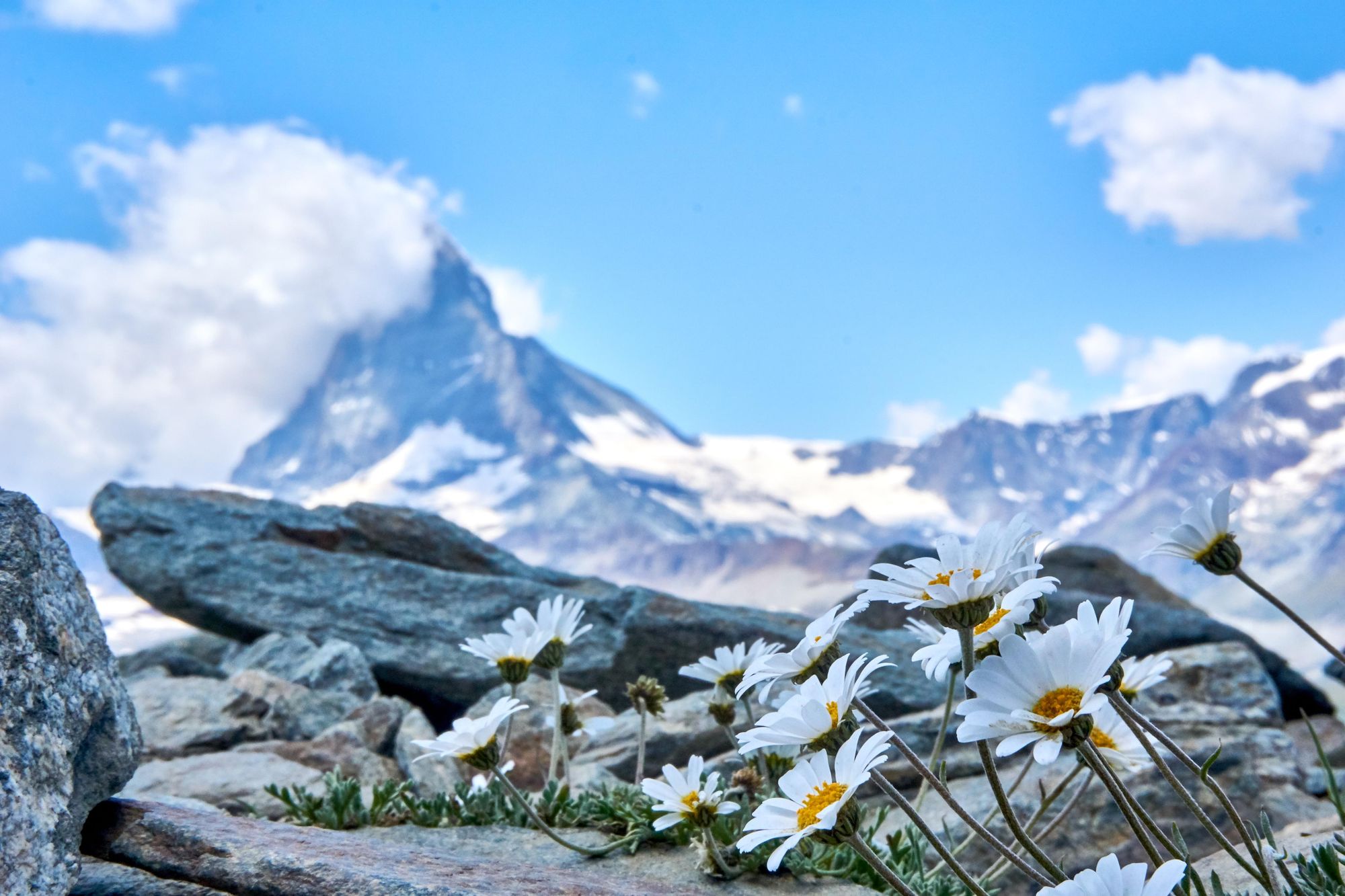 Flowers above Zermatt, with the iconic form of the Matterhorn pictured behind. Photo: Getty