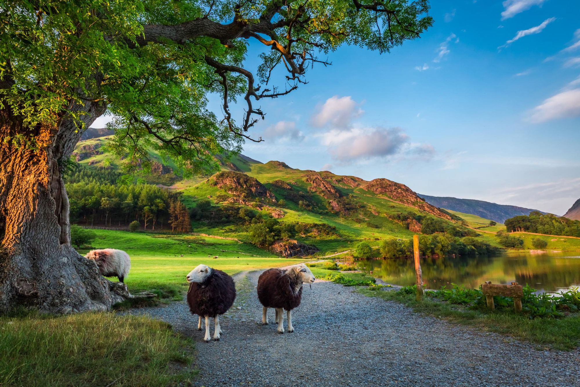 You can see all sorts of widlife in the Lake District, but in terms of animals, these guys will be the most common sight. Photo: Getty