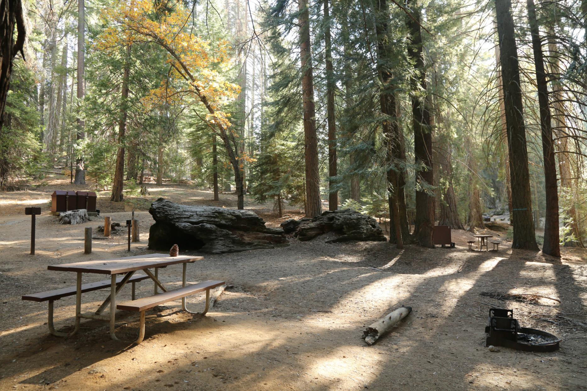 Atwell Mill Campground in Sequoia National Park. Photo: NPS.