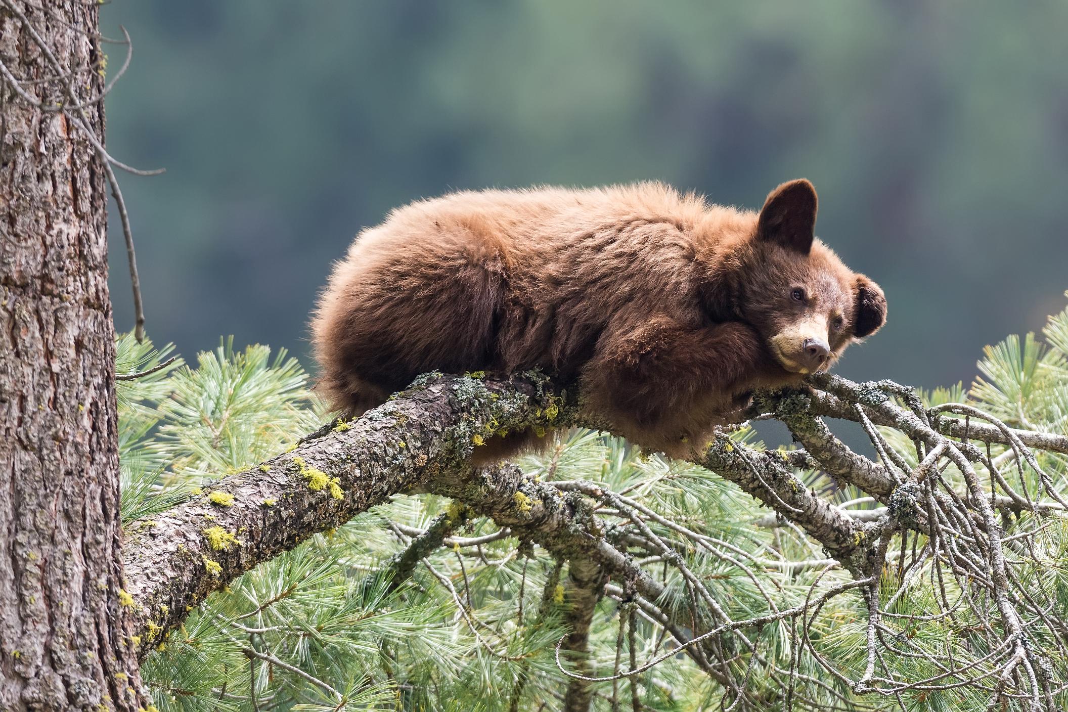 A bear cub naps on a tree branch in Sequoia National Park. Photo: Getty.