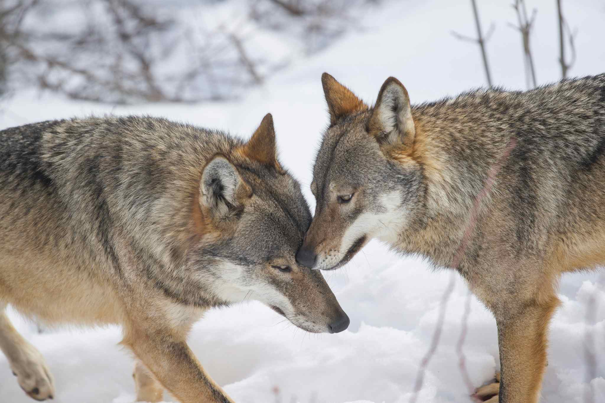 The Abruzzo Mountains in February are an ideal time for tracking wolves through the snow. Photo: Getty