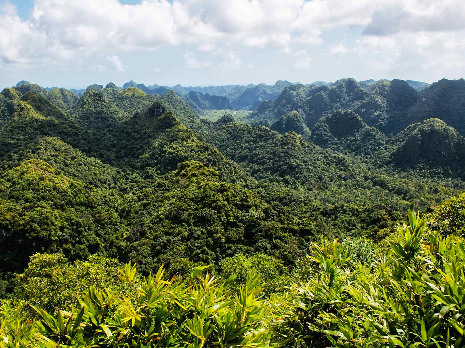 Verdant Cát Bà National Park. Photo: Intas Destinations. 