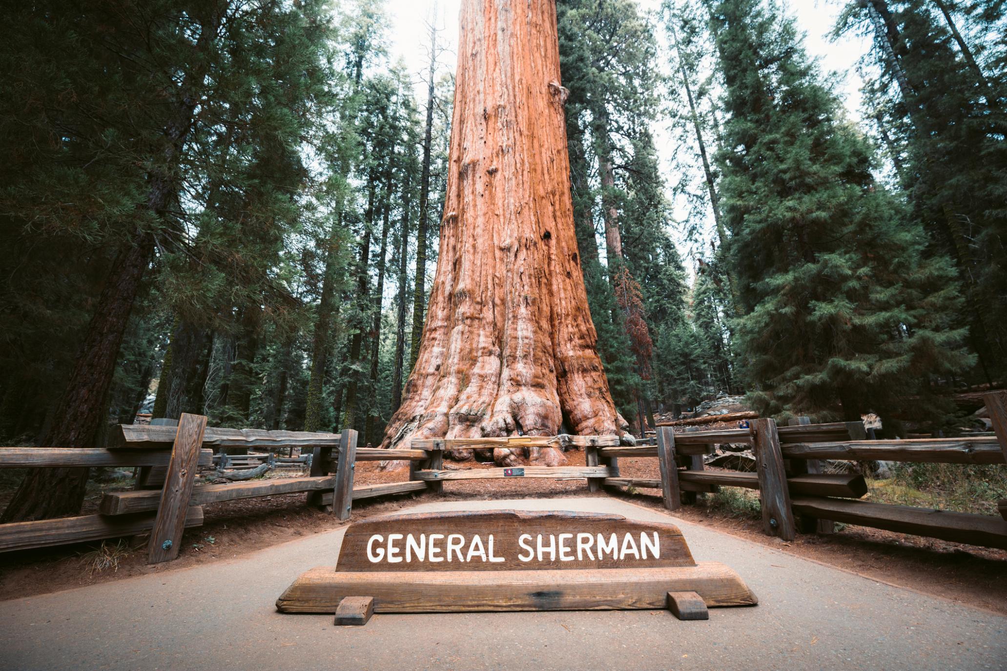 General Sherman, the world's largest tree by volume. Photo: Getty.