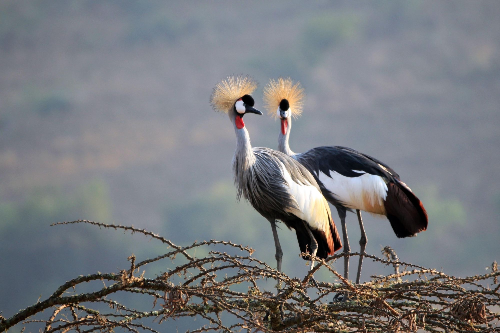 A pair of Grey Crowned Cranes. Photo: Getty