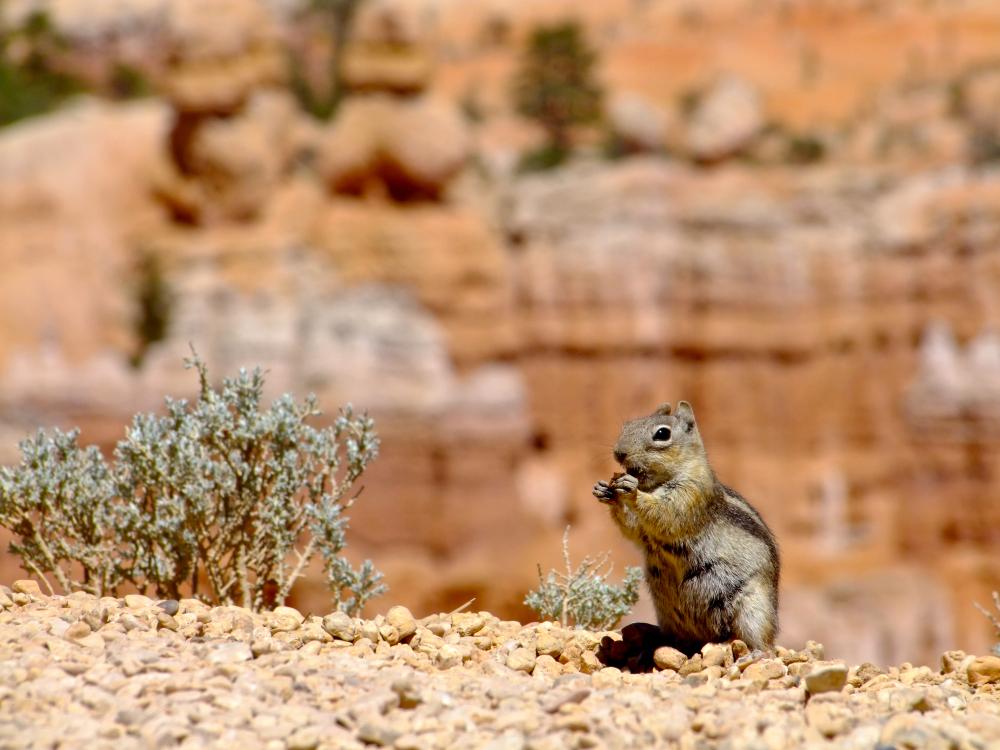 A ground squirrel in Bryce Canyon. Photo: Getty.