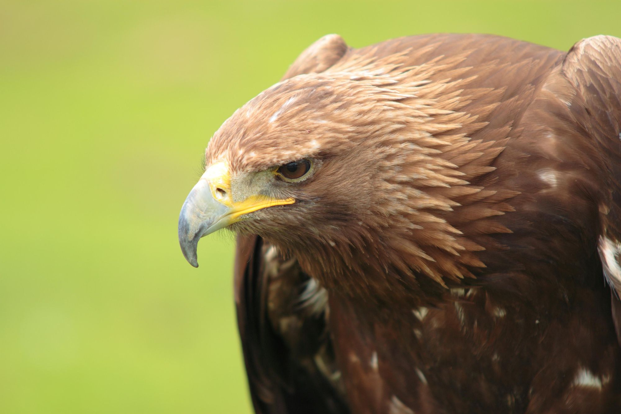 The Spanish Imperial Eagle, native to the Iberian Peninsula. Photo: Getty.