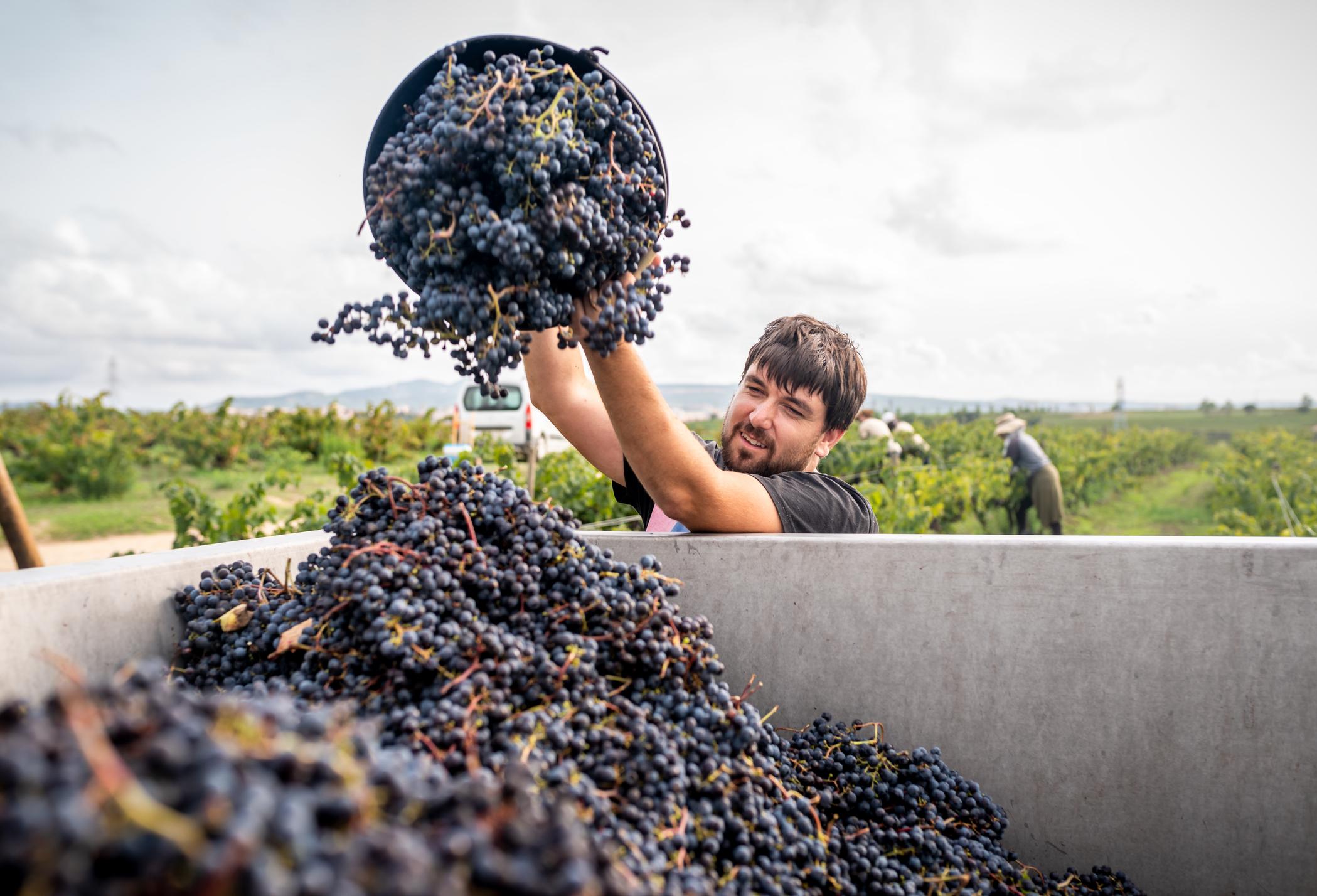 Grape harvesting in La Rioja. Photo: Getty.