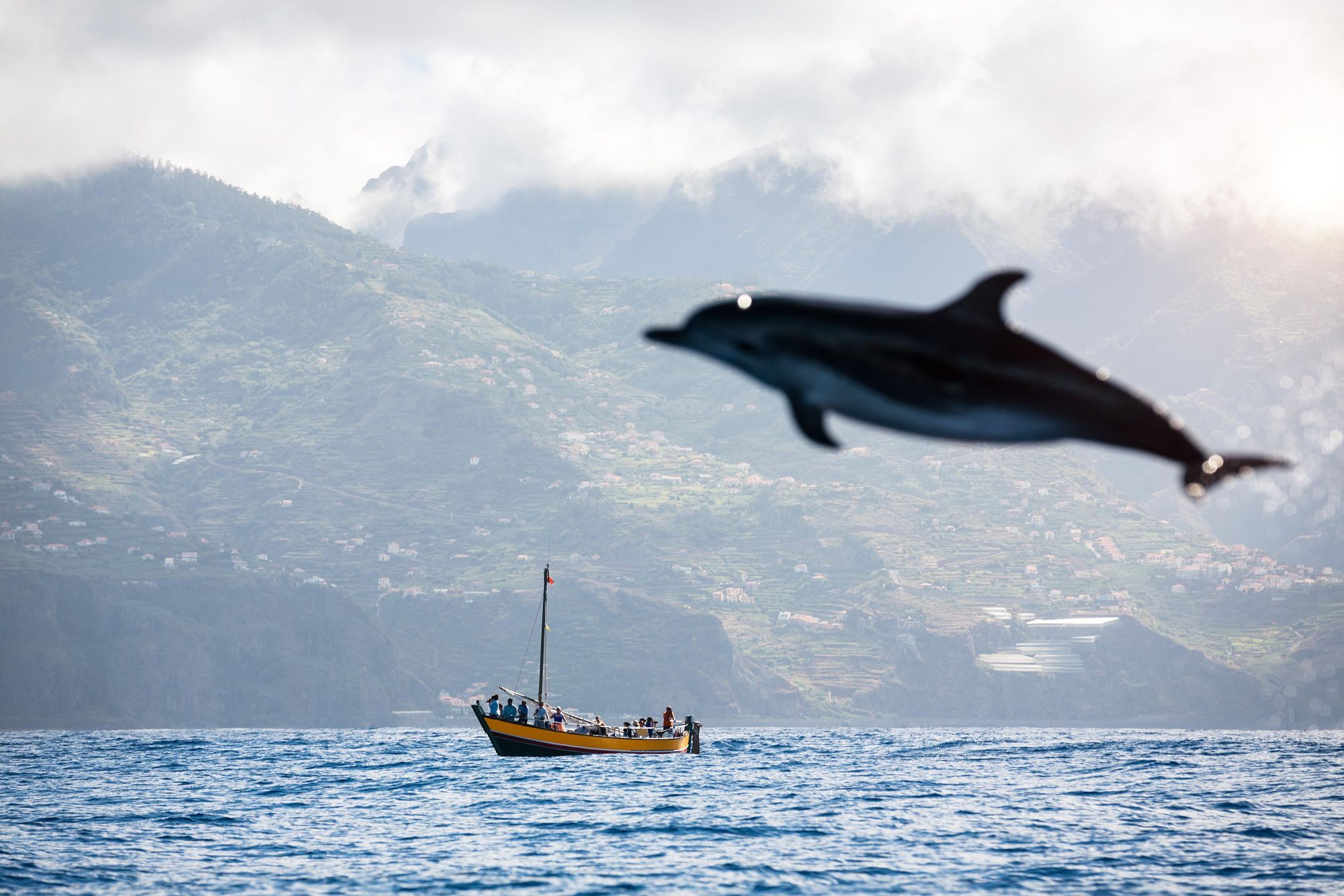 A bottlenose dolphin jumps high just off the coast of the mountainous island of Madeira. Photo: Getty