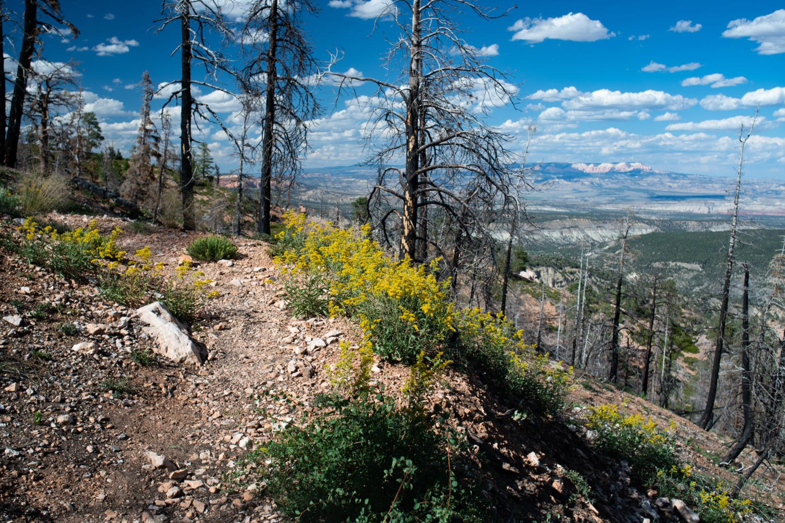 Golden rod growing on the Riggs Spring Trail. Photo: NPS/Peter Densmore