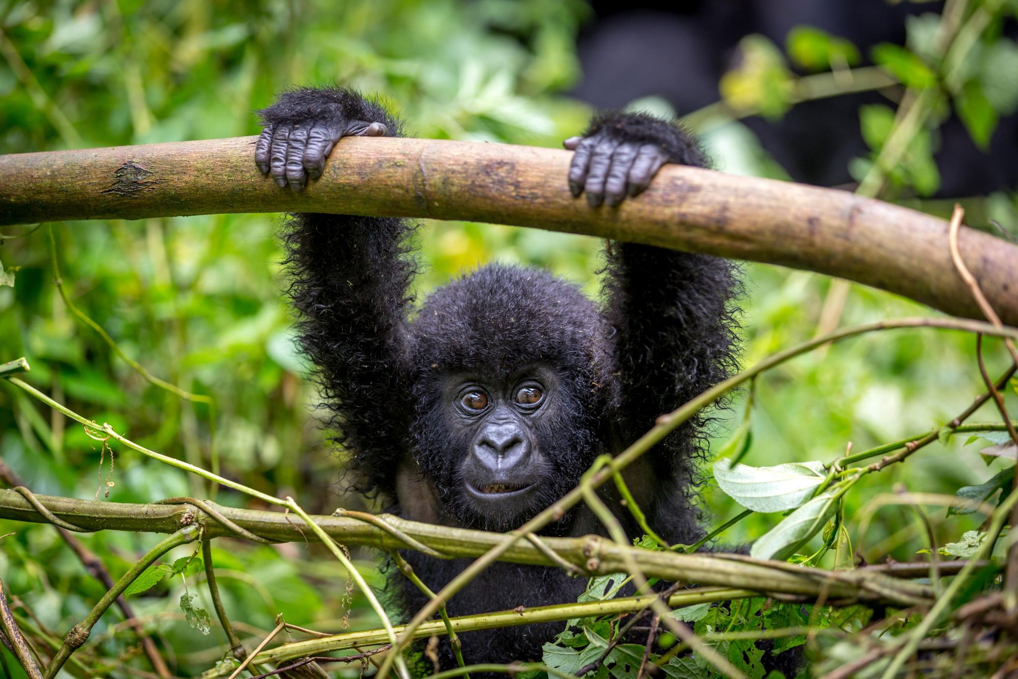 A baby mountain gorilla swinging from a branch. Photo: Getty