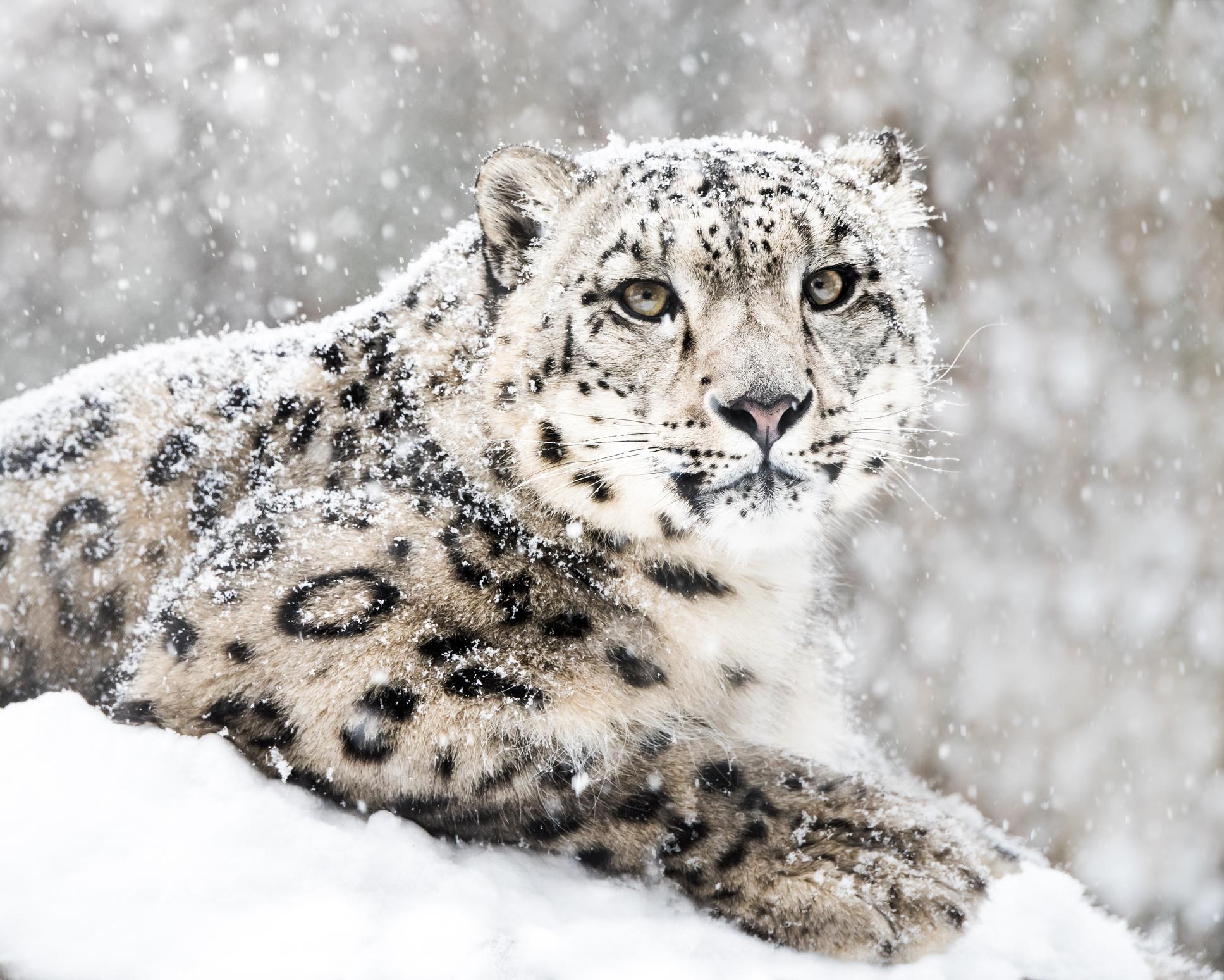 The elusive snow leopard. Photo: Getty.