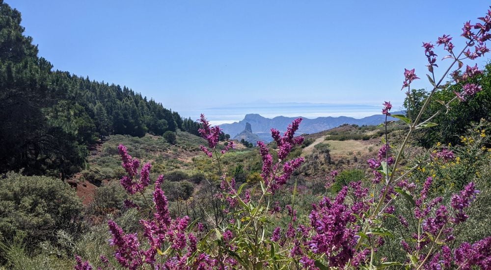 Purple sage, Roque Nublo and Tenerife's Monte Teide in the background. Photo: Dani Redd