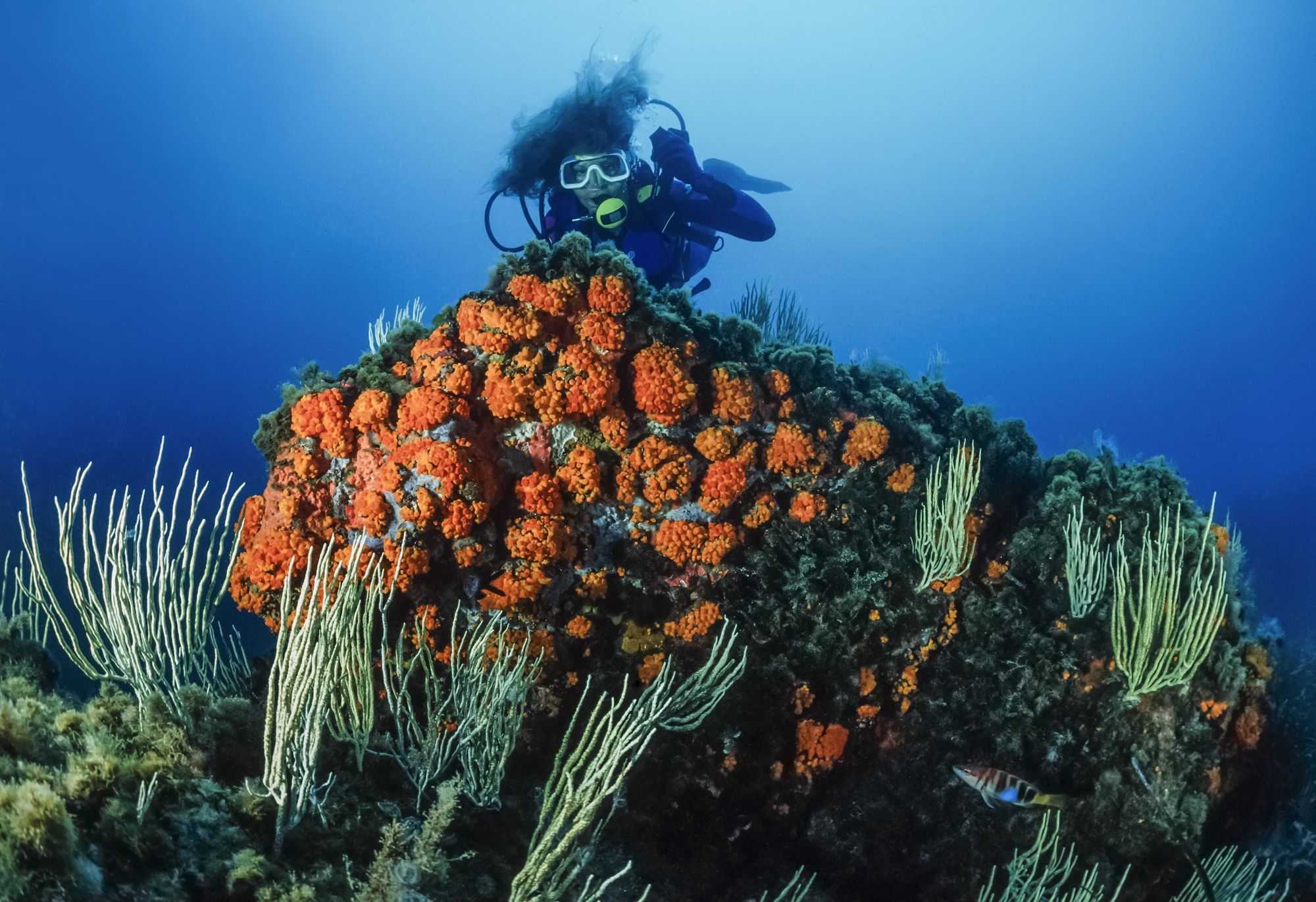 Scuba diving in Tunisia. Photo: Shutterstock.