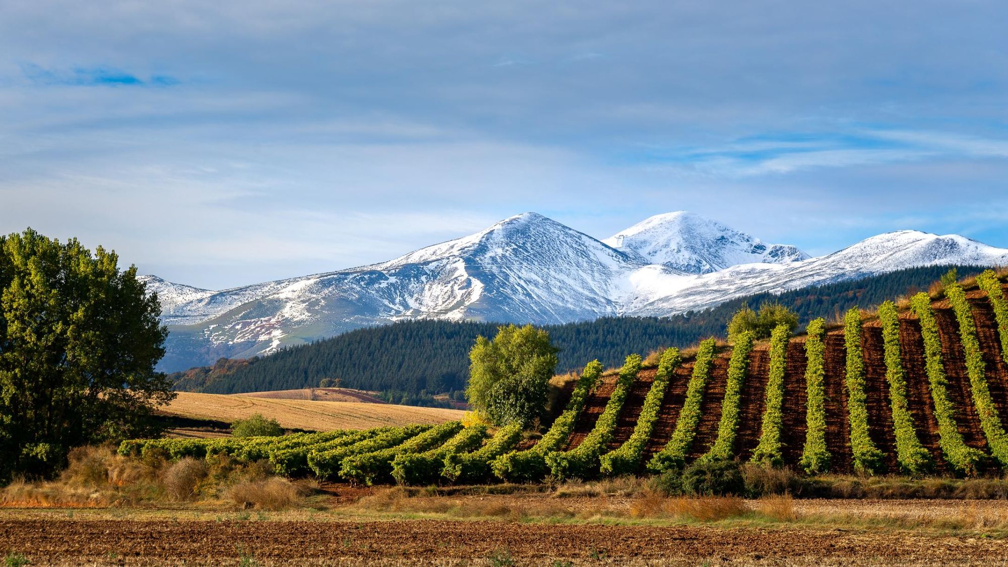 The vineyards of La Rioja, with San Lorenzo Mountain beyond. Photo: Getty.