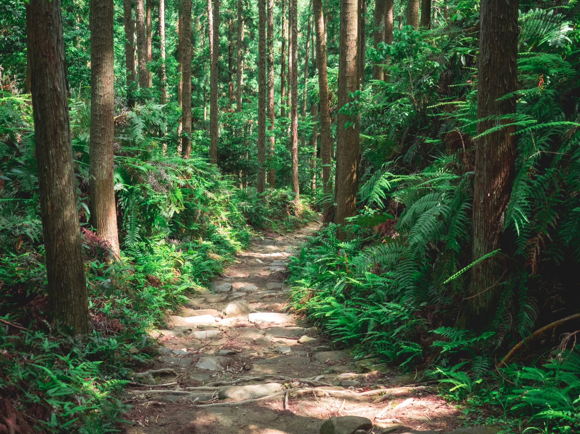 Ancient cracked stones pave the way for pilgrims and hikers along the Kumano Kodo pilgrimage route. Photo: Getty