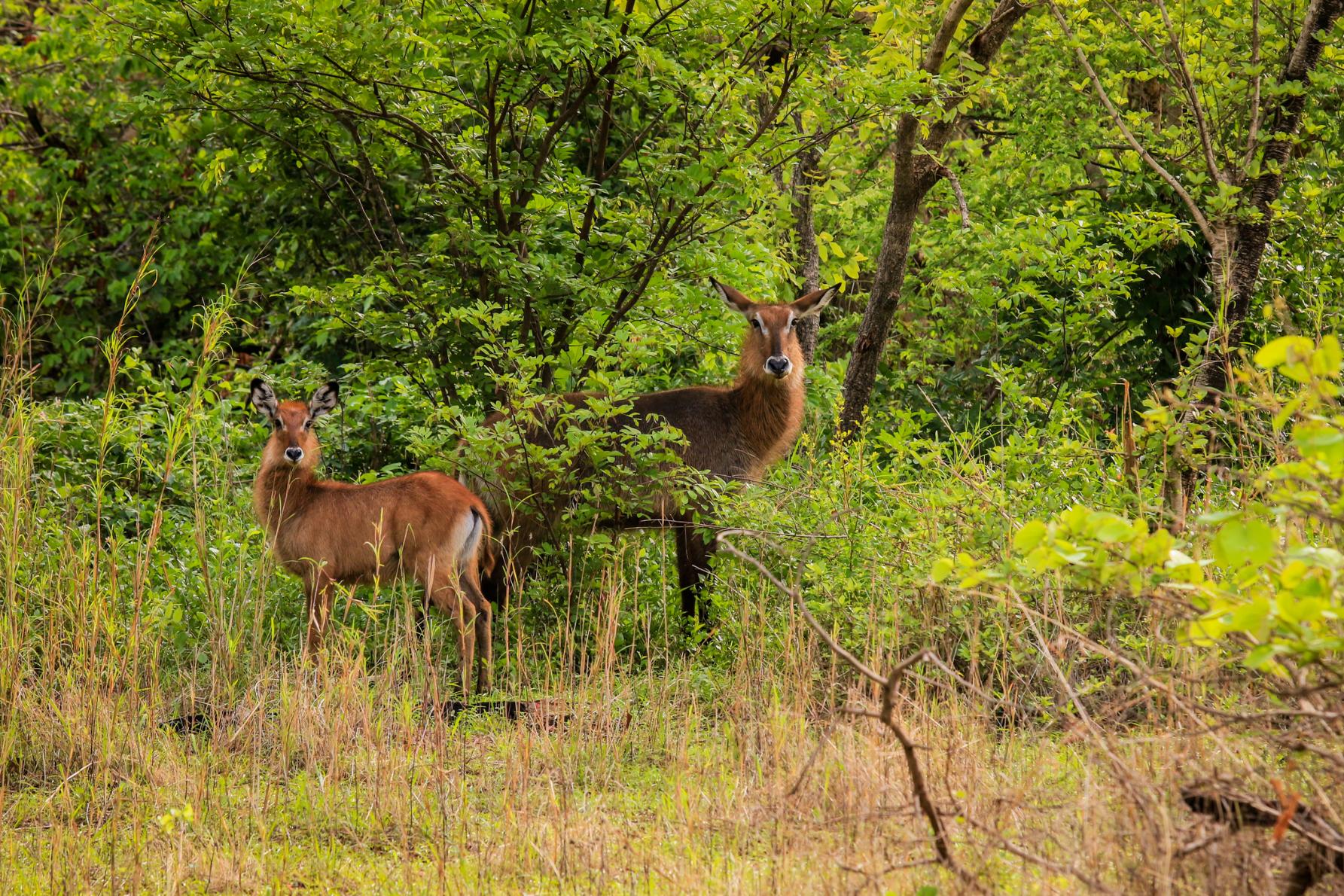 Deer species in Mole National Park. Photo: Getty.