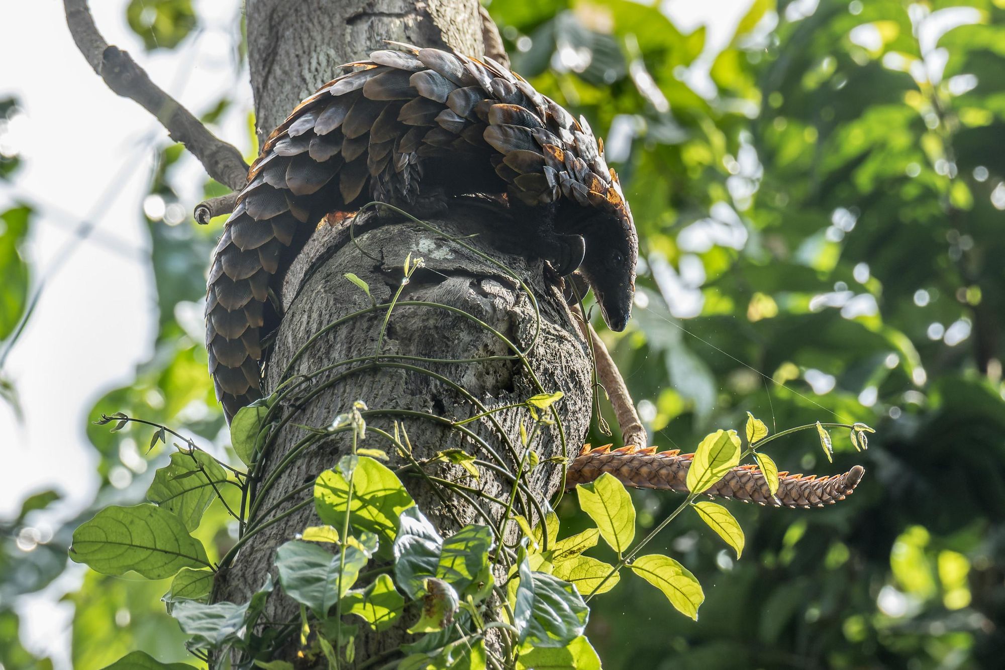 A rare pangolin in Ghana's rainforest. Photo: Getty.