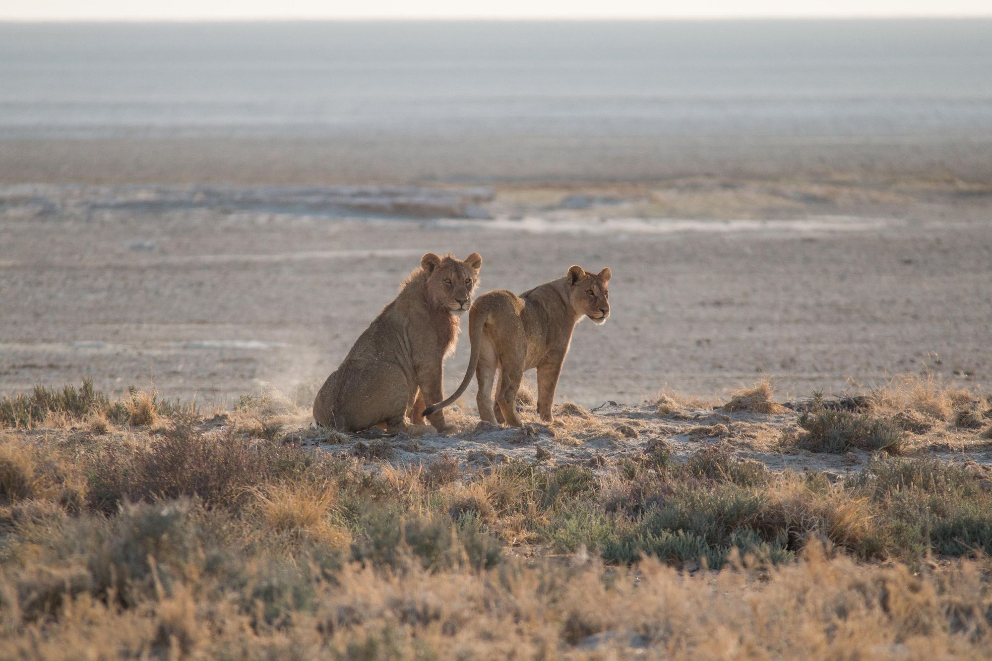 Lions in the early morning in the sand dunes at the edge of the Etosha pan in Namibia. Photo: Getty