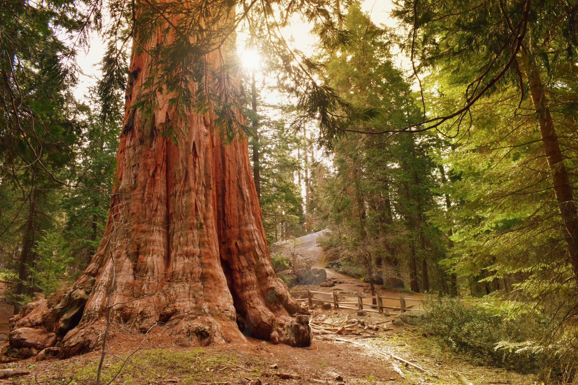 The General Grant tree, the largest giant sequoia. Photo: Getty