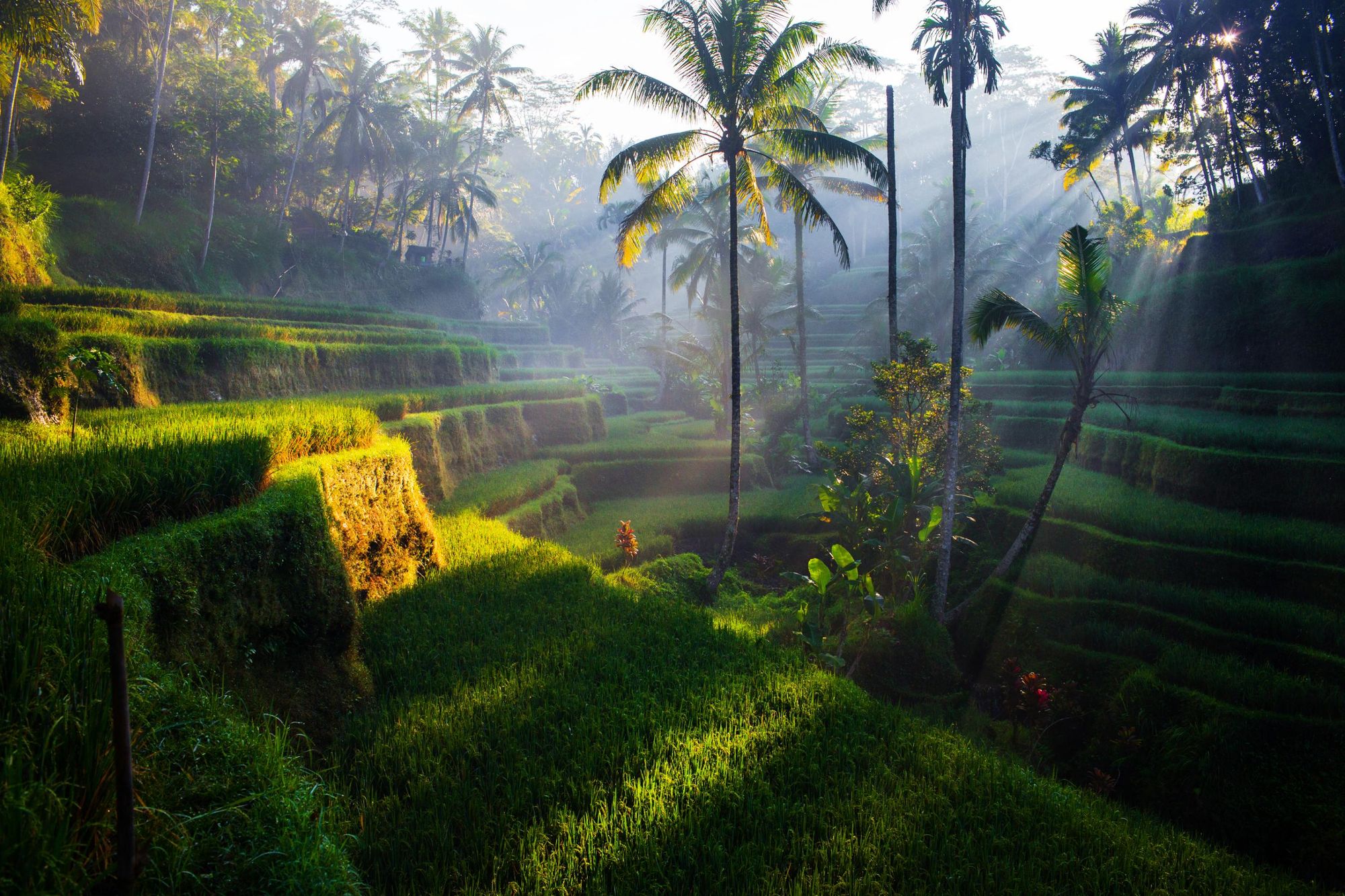 The rice fields of Bali. Photo: Getty