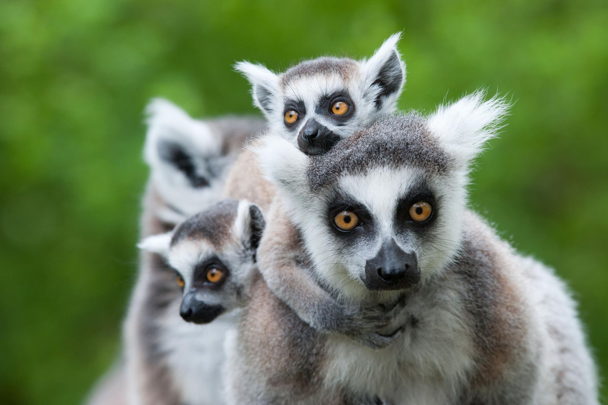 A ring-tailed lemur and her children. Photo: Getty