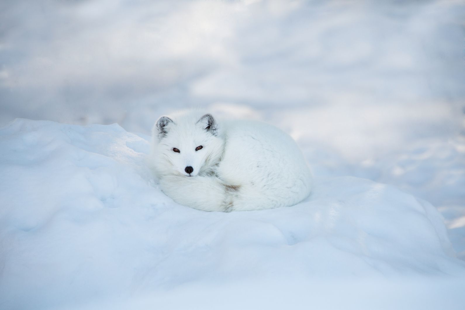 A beautiful Arctic fox in winter. Photo: Getty.