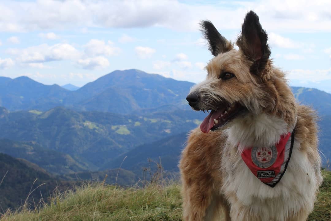 Lily the mountain rescue dog in training, and a fine companion on the mountain. Photo: Stuart Kenny