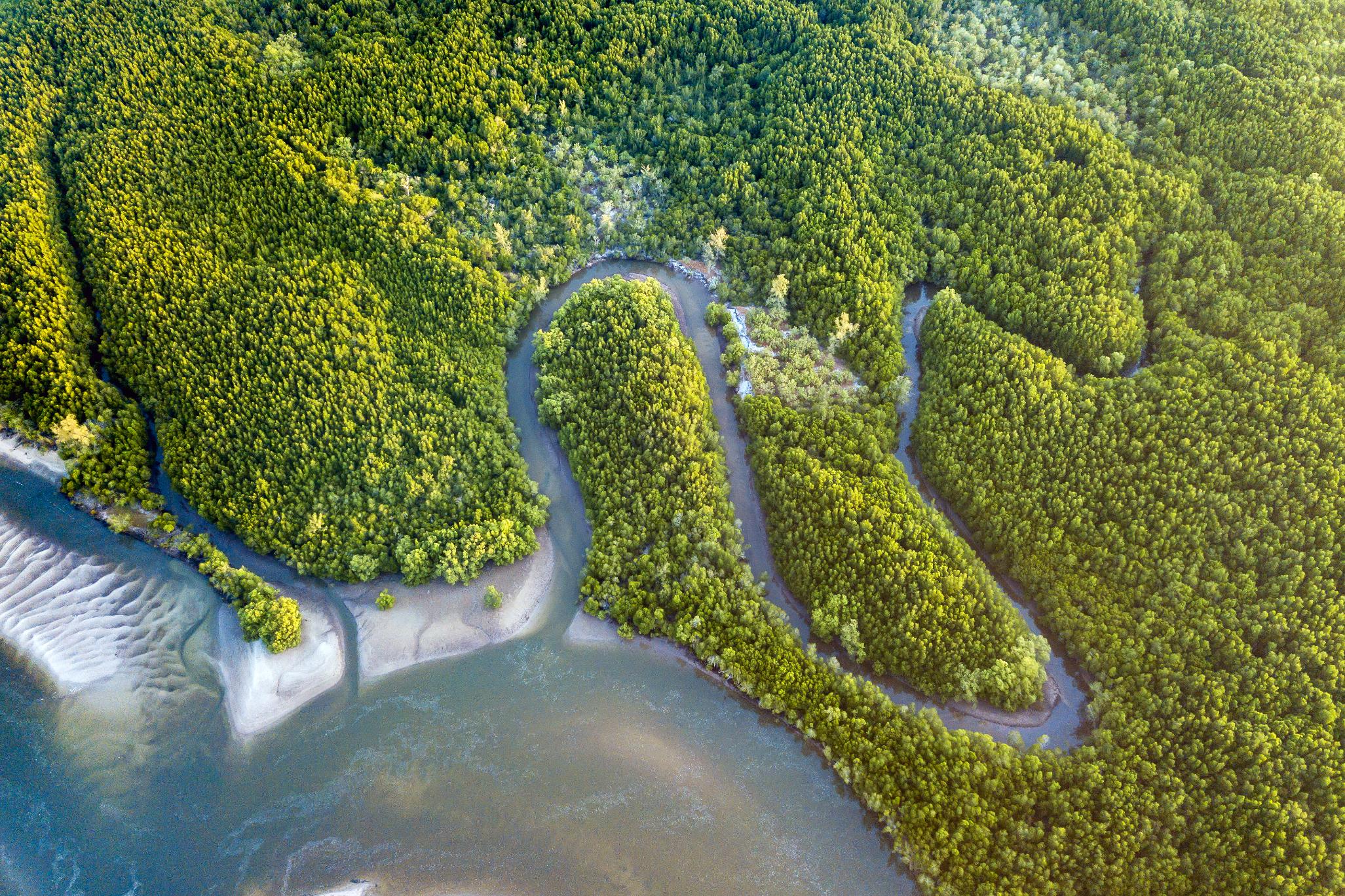 A mangrove forest in Borneo in Malaysia. Photo: Getty