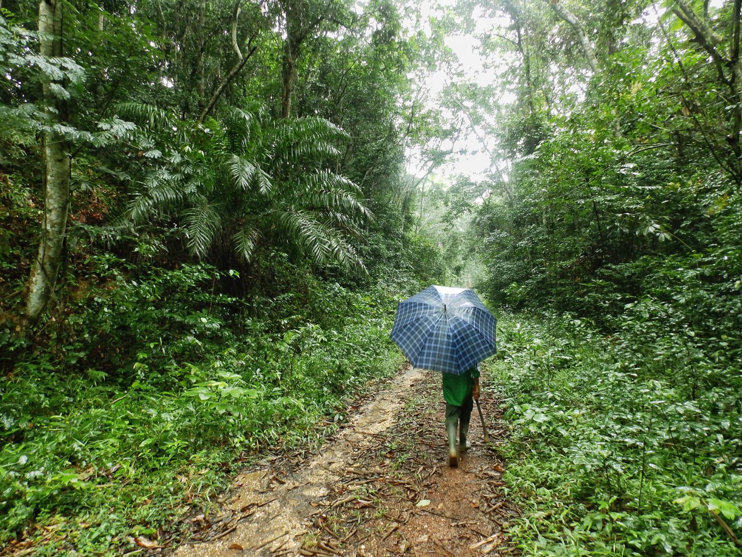 A rainy season walk in Ankasa Nature Reserve. Photo: Getty.