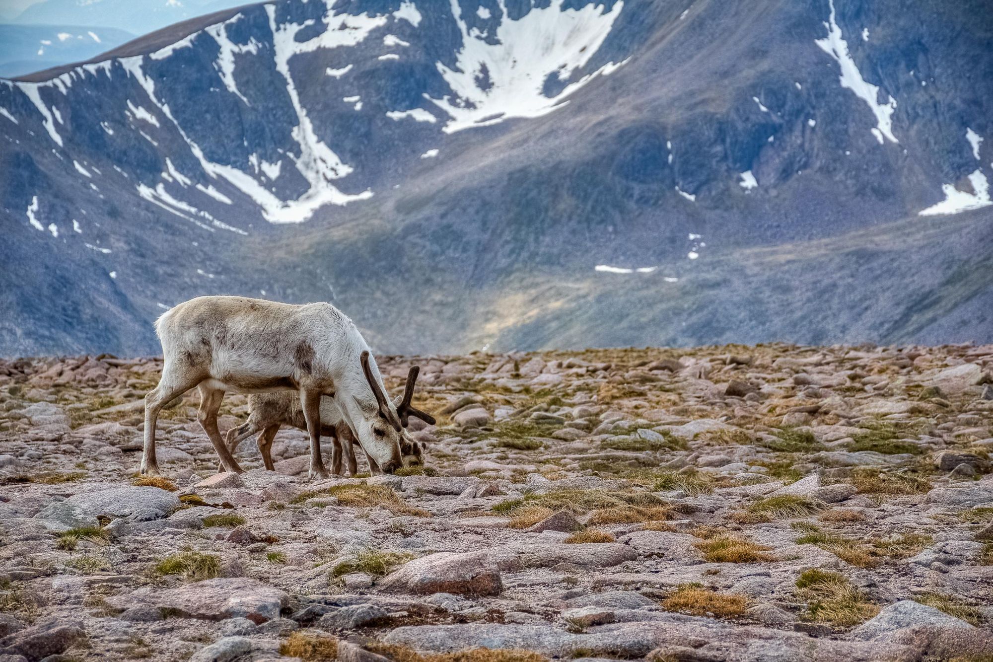 The Cairngorm reindeer near the top of Ben Macdui. Photo: Getty